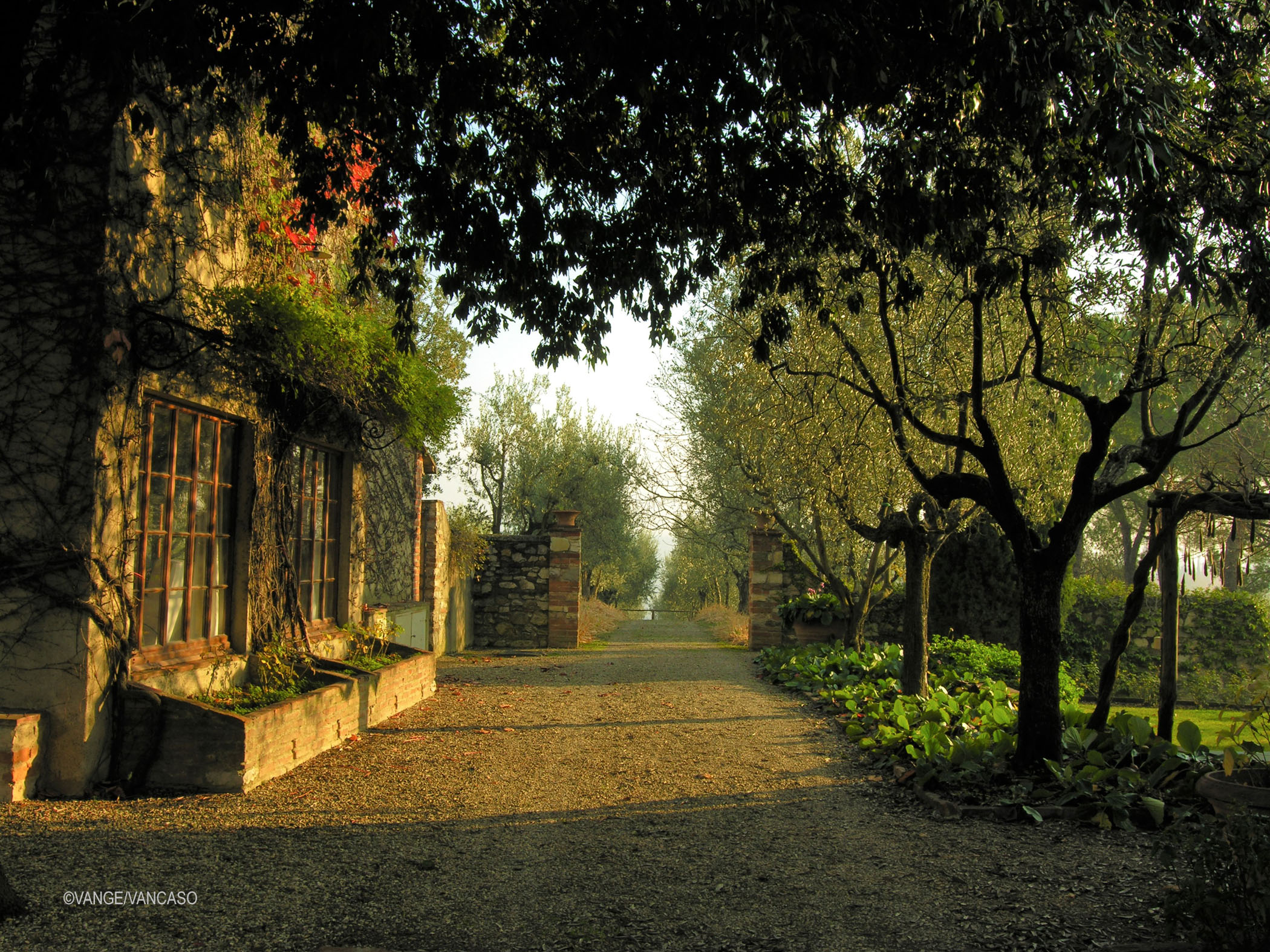 Olive Vineyard in Florence, Italy