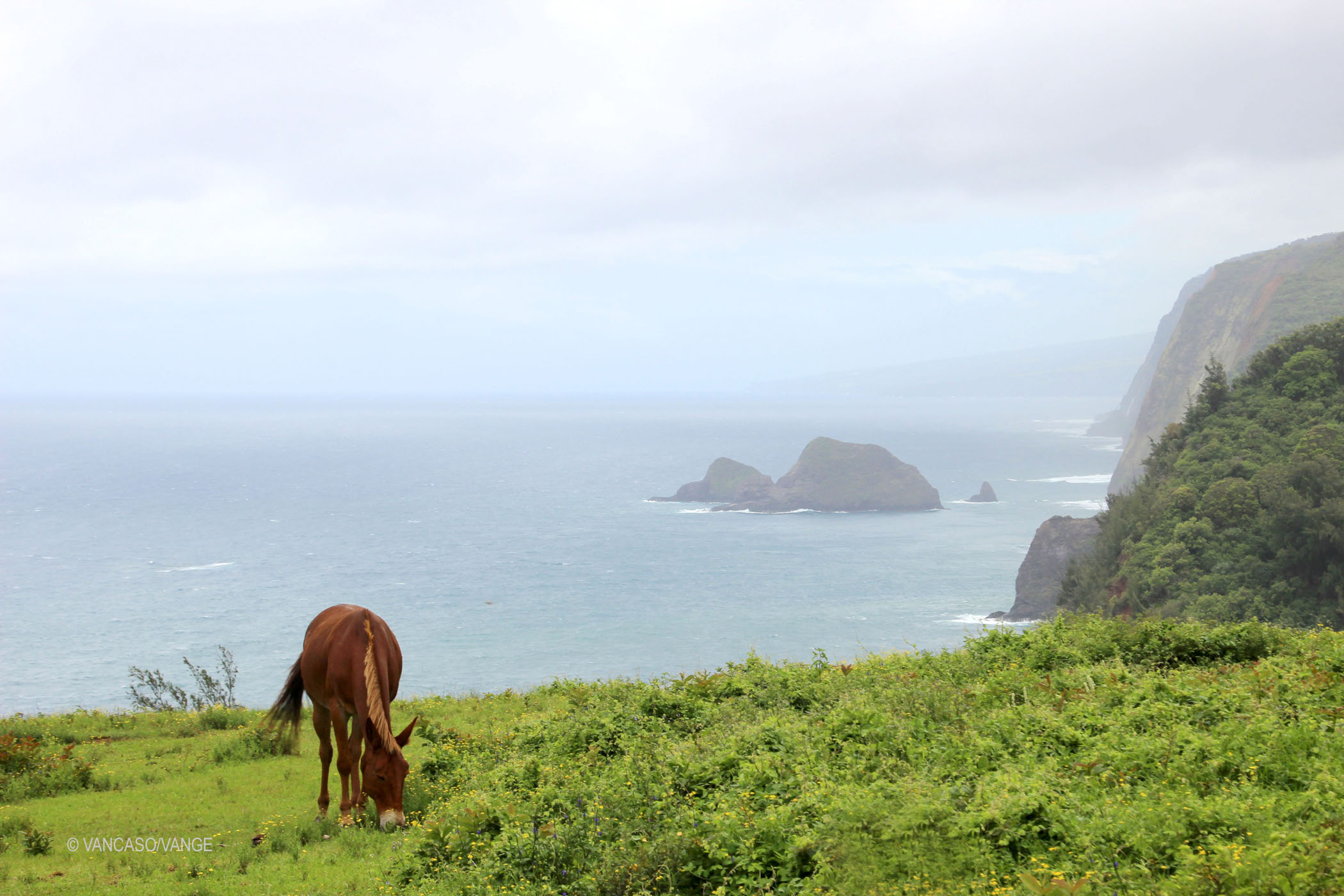 Pololū Valley Lookout on the Big Island, Hawaii
