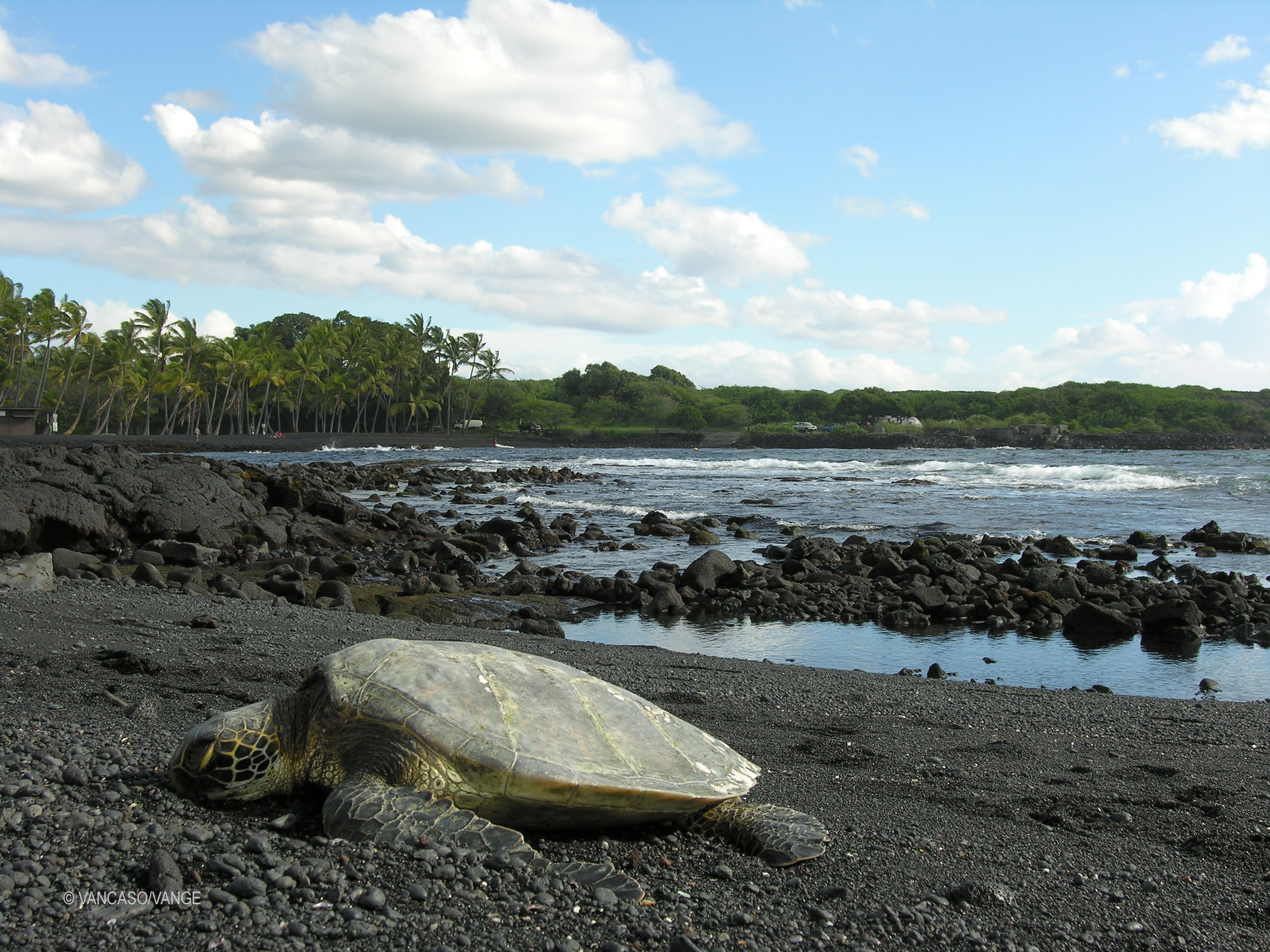 Turtles on Punaluʻu Beach on the Big Island of Hawaii, photo by Vange