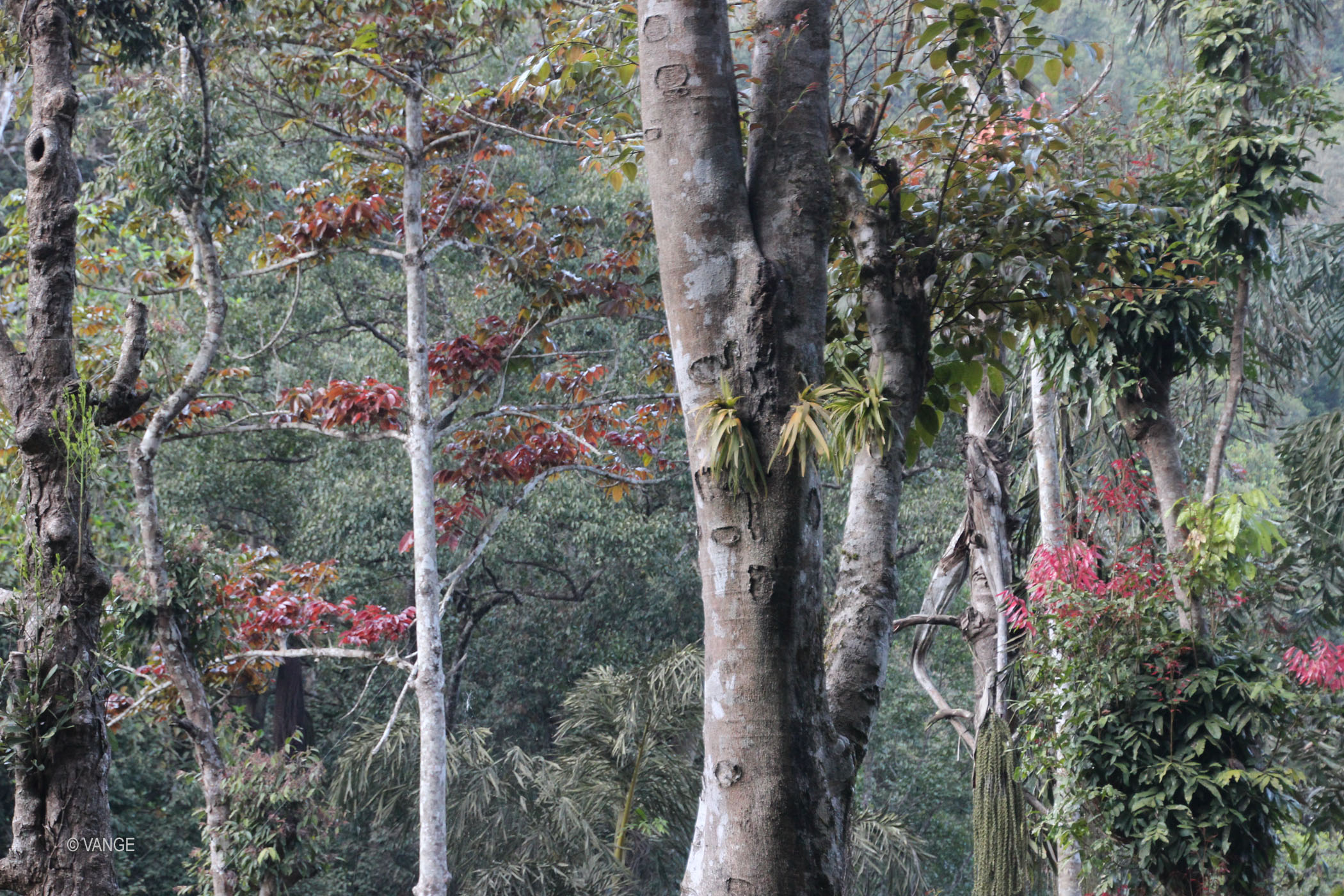 abbey falls forest karnataka india